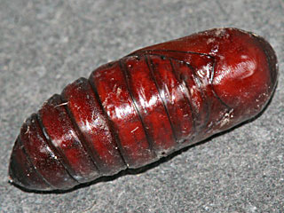 Puppe Cymbalophora pudica