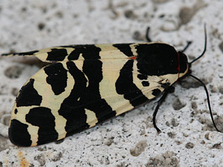 Atlantarctia tigrina