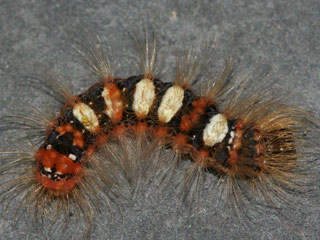 Seladoneule Moma alpium Scarce Merveille du Jour