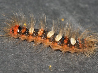 Seladoneule Moma alpium Scarce Merveille du Jour