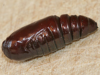 Puppe Seladoneule Moma alpium Scarce Merveille du Jour