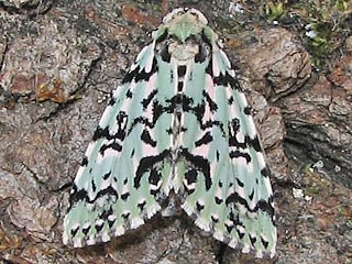 Seladoneule Moma alpium Scarce Merveille du Jour