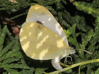 Eiablage Pieris mannii  Karst-Weiling Southern Small White