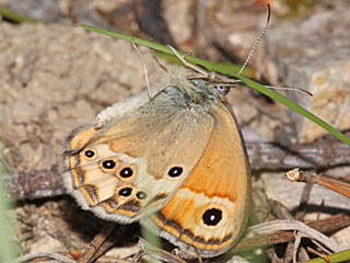 Coenonympha dorus  Dusky Heath