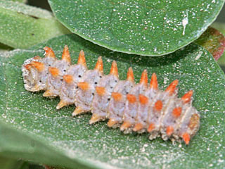 Raupe  Osterluzeifalter  Zerynthia polyxena  Southern Festoon