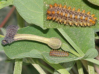 Raupe  Osterluzeifalter  Zerynthia polyxena  Southern Festoon