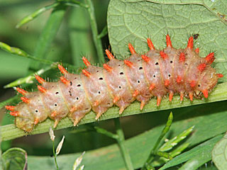 Raupe  Osterluzeifalter  Zerynthia polyxena  Southern Festoon