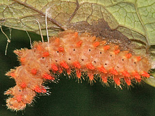 Raupe  Osterluzeifalter  Zerynthia polyxena  Southern Festoon