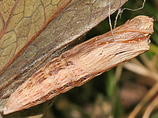 Puppe  Osterluzeifalter  Zerynthia polyxena  Southern Festoon