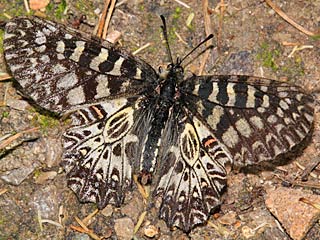 Osterluzeifalter  Zerynthia polyxena  Southern Festoon