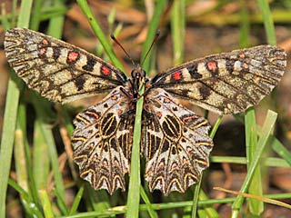 Osterluzeifalter  Zerynthia polyxena  Southern Festoon