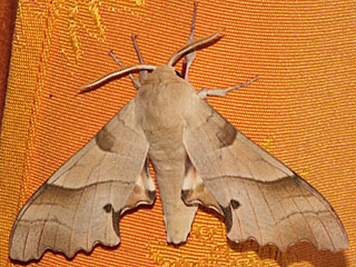 Eichenschwrmer  Marumba quercus  Oak Hawk-moth