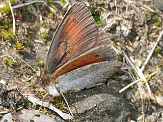 Erebia tyndarus Grnschillernder Mohrenfalter Swiss Brassy Ringlet