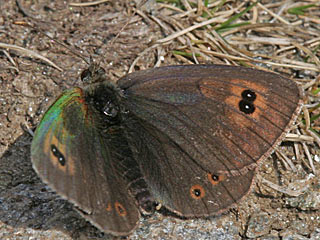 Erebia cassioides Common Brassy Ringlet