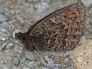 Erebia cassioides Common Brassy Ringlet