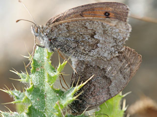 Erebia cassioides Common Brassy Ringlet