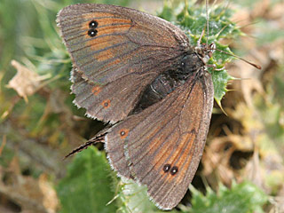 Erebia cassioides  Common Brassy Ringlet