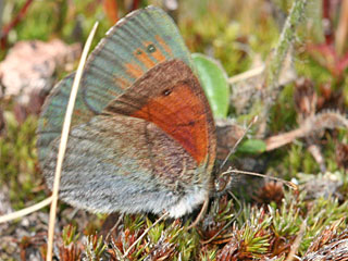 Erebia tyndarus Grnschillernder Mohrenfalter Swiss Brassy Ringlet