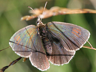 Erebia tyndarus Grnschillernder Mohrenfalter Swiss Brassy Ringlet