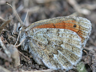 Erebia tyndarus Grnschillernder Mohrenfalter Swiss Brassy Ringlet