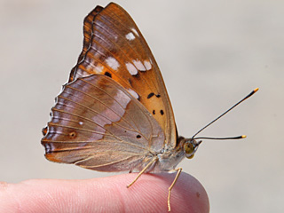 Apatura metis  Donau-Schillerfalter  Freyer's Purple Emperor