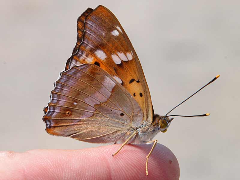 Apatura metis  Donau-Schillerfalter  Freyer's Purple Emperor