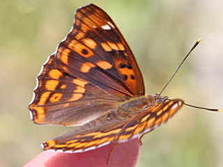 Apatura metis  Donau-Schillerfalter  Freyer's Purple Emperor