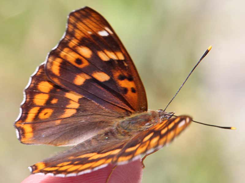 Apatura metis  Donau-Schillerfalter  Freyer's Purple Emperor