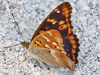 Apatura metis  Donau-Schillerfalter Freyer's Purple Emperor