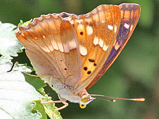Apatura metis  Donau-Schillerfalter Freyer's Purple Emperor