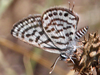 Tarucus balkanicus Little Tiger Blue