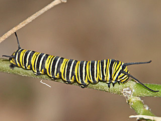 Danaus plexippus  Monarch Milkweed