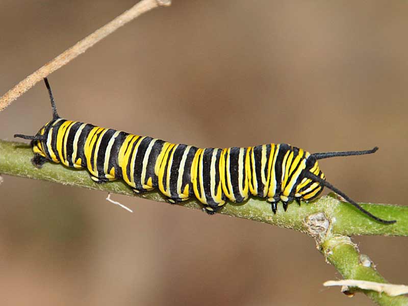 Monarch Danaus plexippus Milkweed