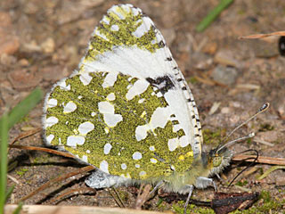 Euchloe crameri Westlicher gesprenkelter Weiling  Western Dappled White