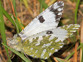 Euchloe crameri Westlicher gesprenkelter Weiling  Western Dappled White