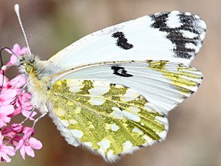 Euchloe crameri Westlicher gesprenkelter Weiling  Western Dappled White