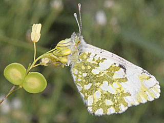 Euchloe crameri Westlicher gesprenkelter Weiling  Western Dappled White