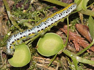 Euchloe crameri Westlicher gesprenkelter Weiling  Western Dappled White