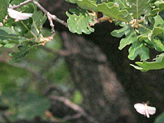 Tortrix viridana  Eichenwickler  Grenn Oak Tortrix