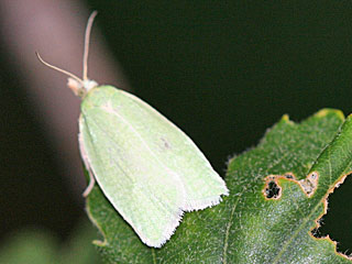 Tortrix viridana  Eichenwickler  Grenn Oak Tortrix