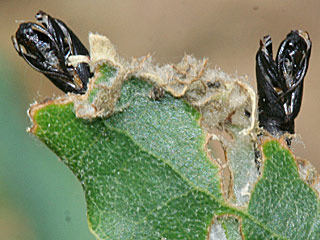 Tortrix viridana  Eichenwickler  Grenn Oak Tortrix