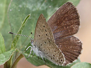 Zizeeria knysna  African Grass Blue
