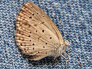 Zizeeria knysna  African Grass Blue