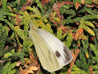 Pieris mannii  Karst-Weiling  Southern Small White