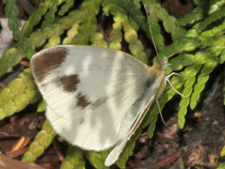 Pieris mannii  Karst-Weiling  Southern Small White