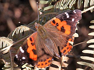 Vanessa vulcania  Kanarischer Admiral  Canary Red Admiral