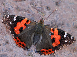 Vanessa vulcania  Kanarischer Admiral  Canary Red Admiral