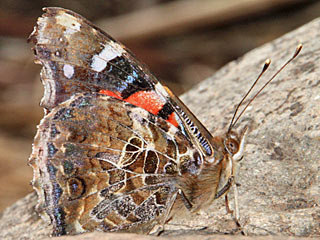 Vanessa vulcania  Kanarischer Admiral  Canary Red Admiral