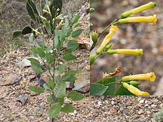 Cornutiplusia circumflexa