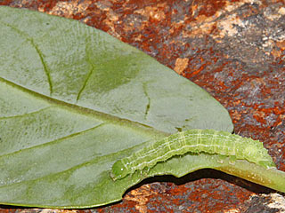 Cornutiplusia circumflexa